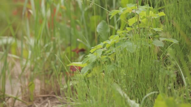 ふさふさした緑の芝生 — ストック動画