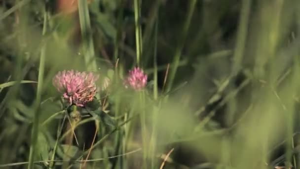 Trevo rosa em moitas de grama — Vídeo de Stock