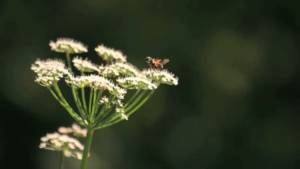 Pequeña mosca y hormigas en las flores blancas — Vídeo de stock