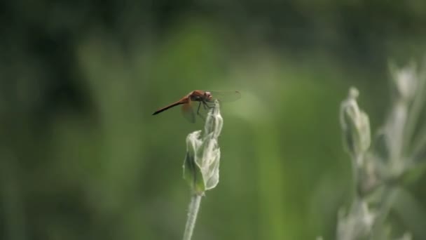 Libelle op een plant — Stockvideo