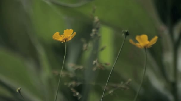 Жовті малі польові квіти — стокове відео