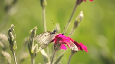 kelebeklerin küme üzerinde pembe çiçek