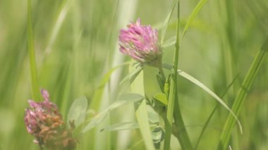pembe yonca otu çalılıkları içinde