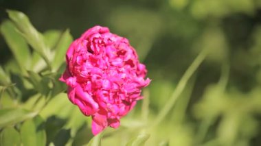 büyük pembe Şakayık