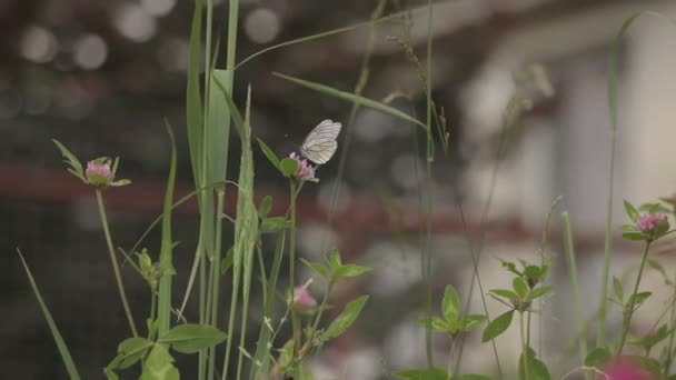 motýly, v houštinách na trávě