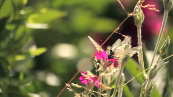 Muchas mariposas en una flor — Vídeo de stock