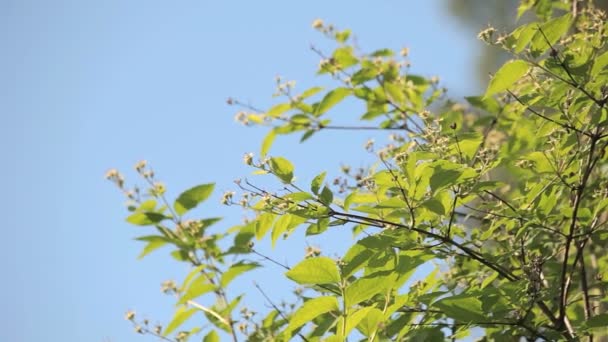 Des branches d'arbres à feuilles caduques contre le ciel bleu — Video