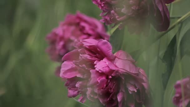 Pink peonies in the twilight — Wideo stockowe