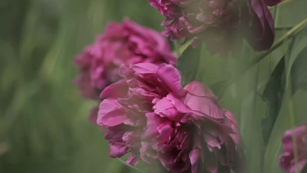 Ροζ peonies στο λυκόφως — Αρχείο Βίντεο