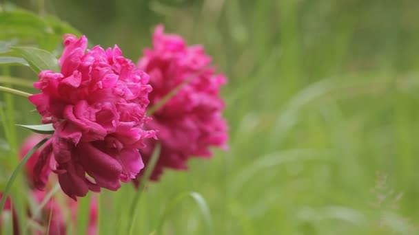 Large pink peonies on a background of grass — Wideo stockowe