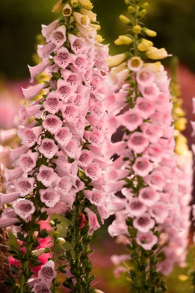 Pembe Çiçek Bahçe shanghai