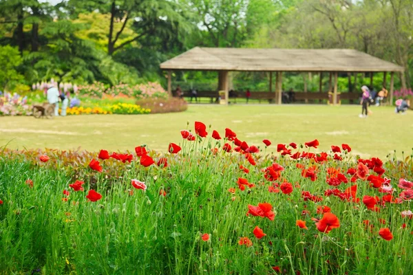 中国の赤い花を持つ花壇 — ストック写真