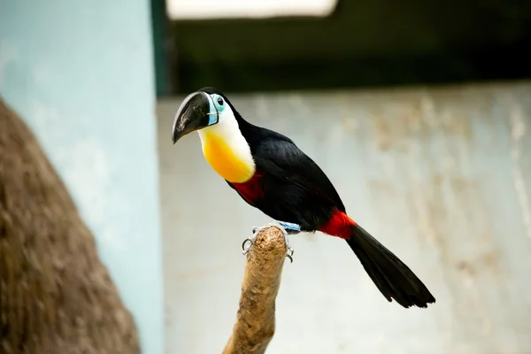 dal üzerinde büyük toucan