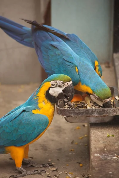 Grandi pappagalli blu vicino alimentatore — Foto Stock