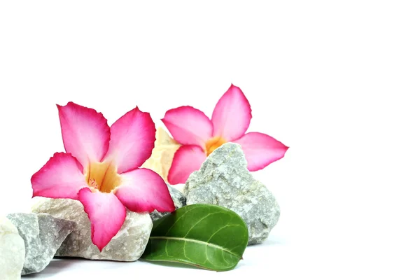 Květ bílý background.pink a kameny — Stock fotografie