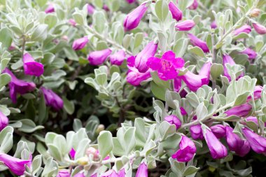 Bahar çiçek yakın çekim