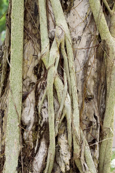 Wurzel des Baumes — Stockfoto