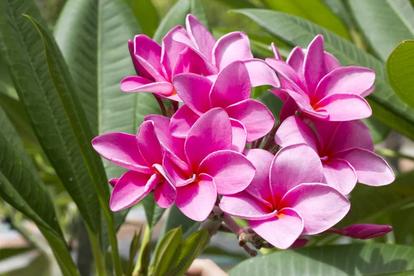 Flor sobre fondo — Foto de Stock