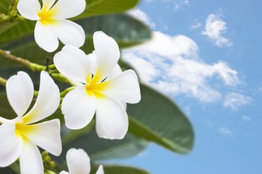 arka plan üzerinde çiçek