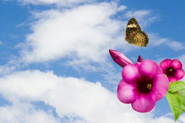 Flower on background — Stock Photo, Image