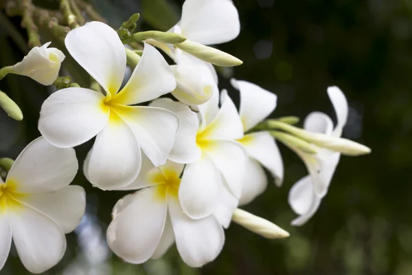 庭のプルメリアを花します。 — ストック写真