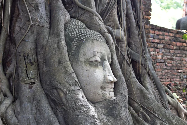 Buddhaköpfe in der Baumwurzel wat mahathat, Thailand — Stockfoto