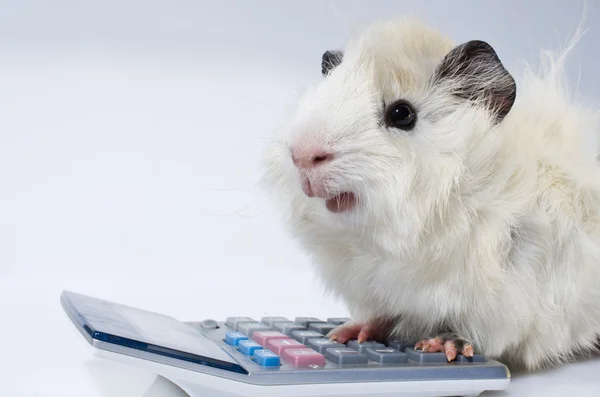 Guinea pig — Stock Photo, Image