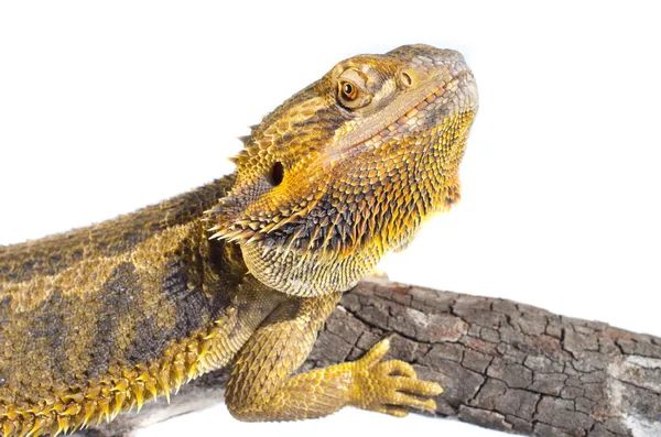 Lizard — Stock Photo, Image