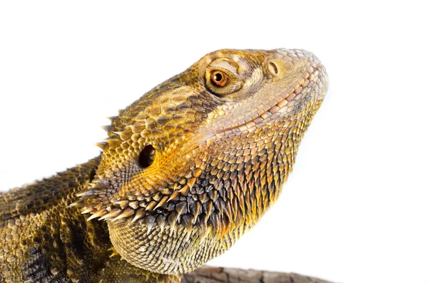 Lizard — Stock Photo, Image