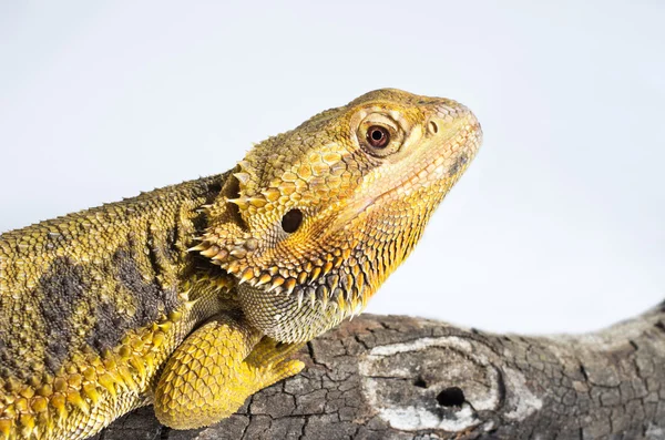 Lizard — Stock Photo, Image