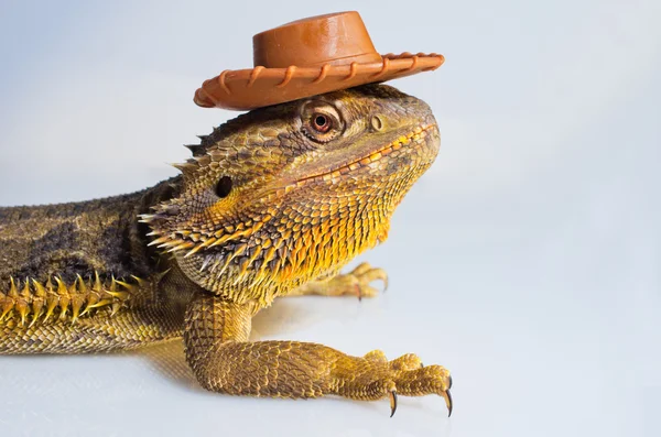 Lizard — Stock Photo, Image