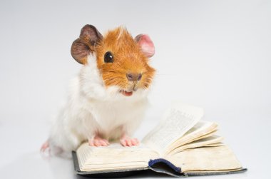 kitap ile eskiden şiling şimdi domuz