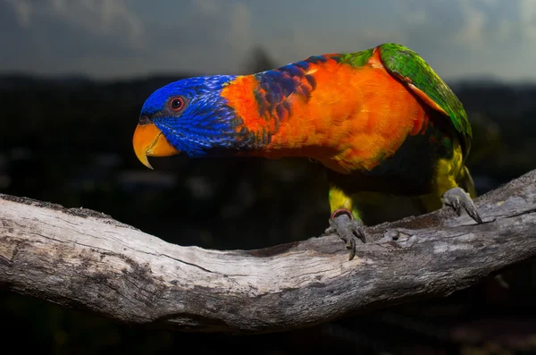 Loro colorido — Foto de Stock