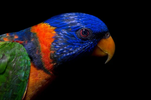 Papagaio colorido — Fotografia de Stock