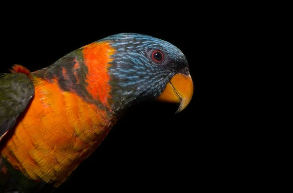 Papagaio colorido — Fotografia de Stock