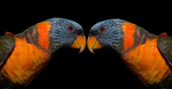 Barevný papoušek — Stock fotografie
