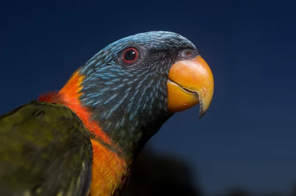 Papagaio colorido — Fotografia de Stock