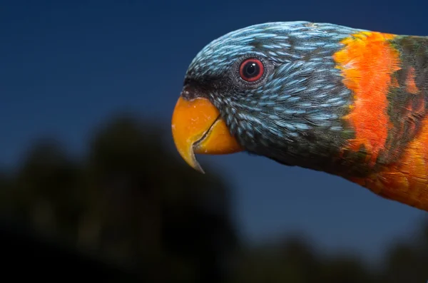 カラフルなオウム — ストック写真