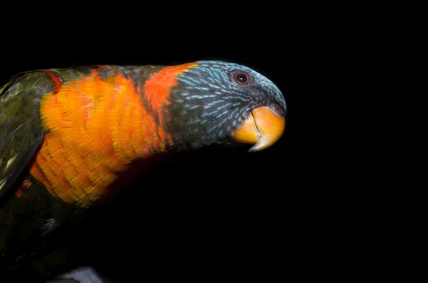 Papagaio colorido — Fotografia de Stock