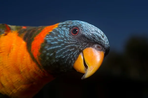 Papagaio colorido — Fotografia de Stock