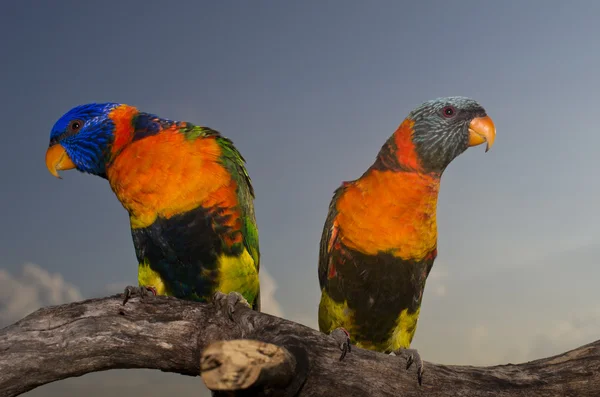 Papagaio colorido — Fotografia de Stock