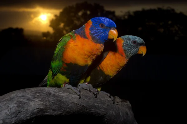 Papagaio colorido — Fotografia de Stock