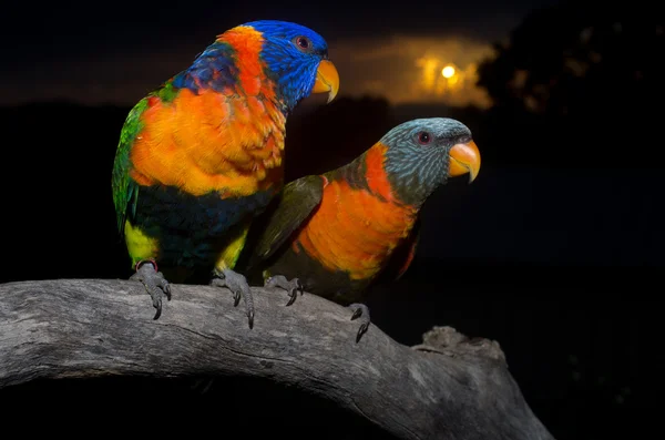 Papagaio colorido — Fotografia de Stock