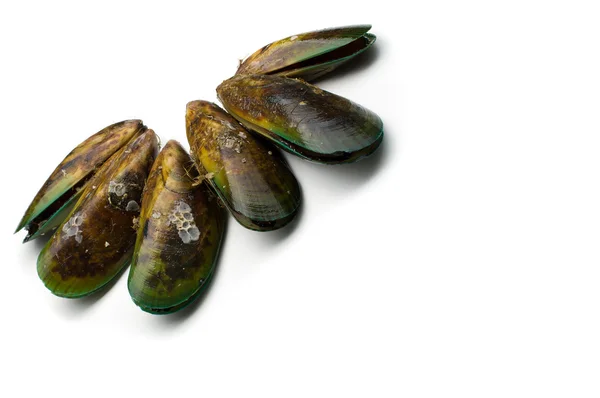 Cozze — Foto Stock