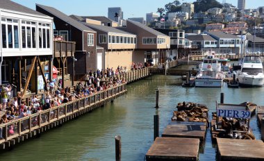 Tourists observe sea lions at Pier 39 in San Francisco clipart
