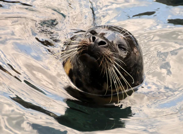 Zeeleeuw in het water — Stockfoto