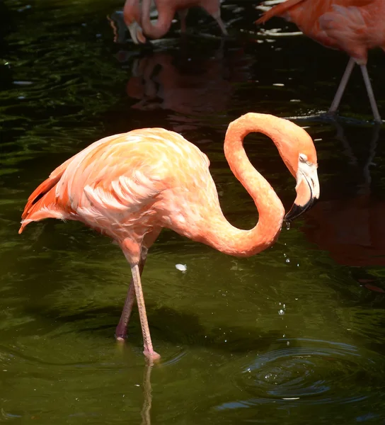 Flamingo da Flórida — Fotografia de Stock