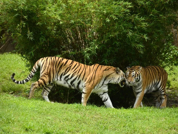 Tigers in the wild — Stock Photo, Image