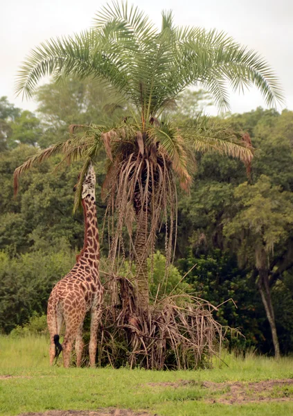 Жираф в дикій природі — стокове фото