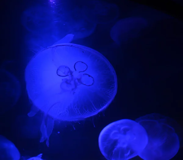 Jellyfish under blue light — Stock Photo, Image